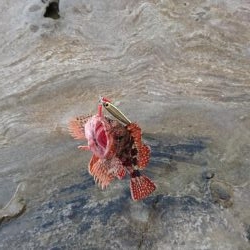 磯からのガシラ(アラカブ)連発