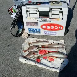 終盤を迎える二見の落ちギス