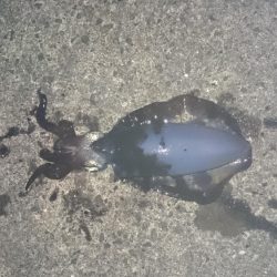 本日も先週に引き続き風がないので行って来ました。