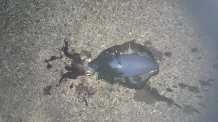 本日も先週に引き続き風がないので行って来ました。