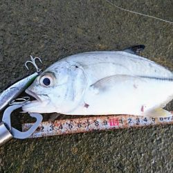 オニヒラアジ爆釣果しました！