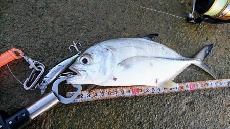 オニヒラアジ爆釣果しました！