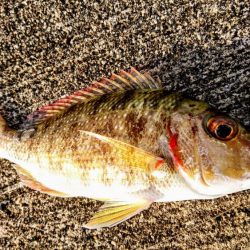 激シブでした。