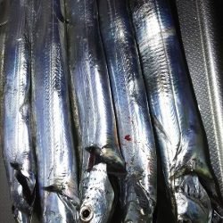 今日は、芦屋浜までタチウオを釣りに行きました。