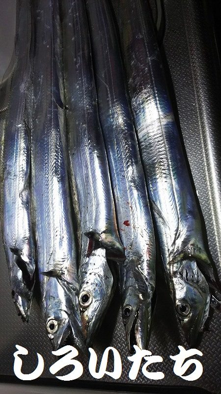 今日は、芦屋浜までタチウオを釣りに行きました。