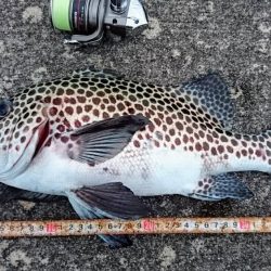 夕方防波堤からチョウチョウコショウダイ