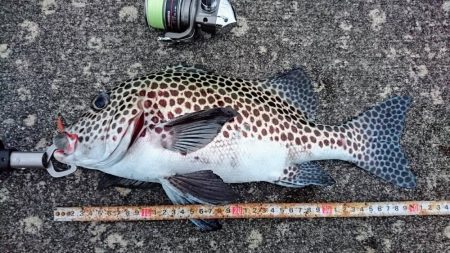 夕方防波堤からチョウチョウコショウダイ