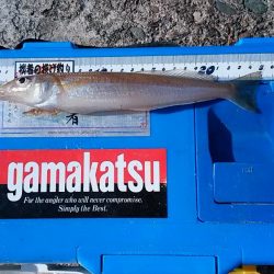 シーズン最終釣行で播磨新島へ