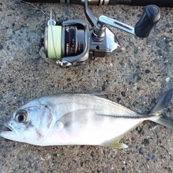 早朝サンドワームなら1投目からヒットしました。