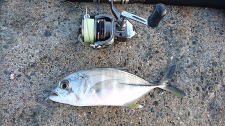 早朝サンドワームなら1投目からヒットしました。