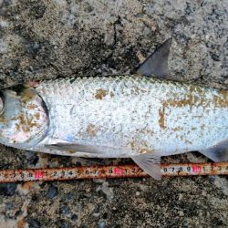 夕方港で古代魚ターポン!