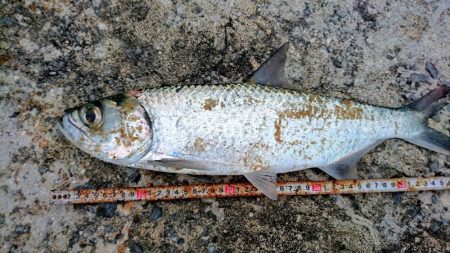 夕方港で古代魚ターポン!