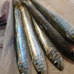 さよならマイワシ。。