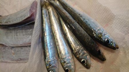 さよならマイワシ。。