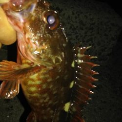 メバル狙いで、２０１７年釣り納めか？