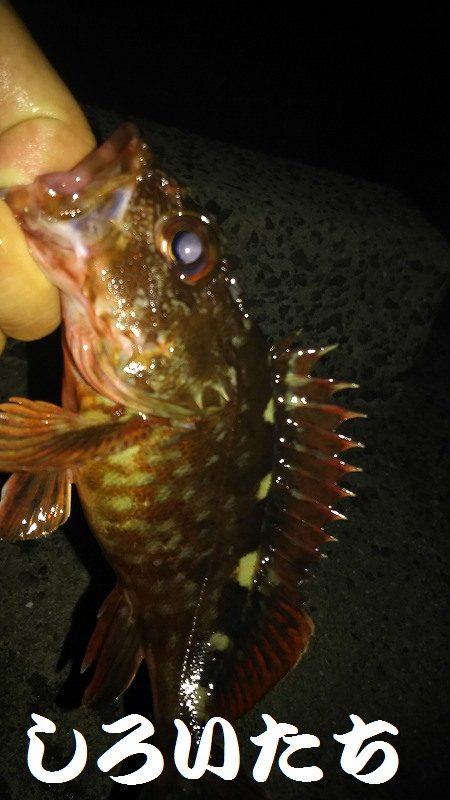 メバル狙いで、２０１７年釣り納めか？