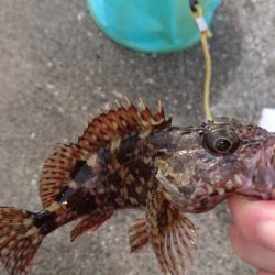 クリスマス釣りー