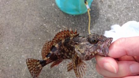 クリスマス釣りー