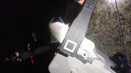 アジ&メバル探索