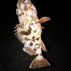 癒しのガシラゲーム