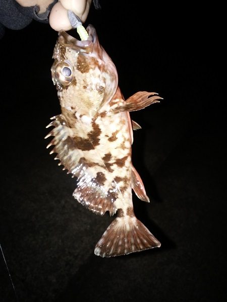 癒しのガシラゲーム