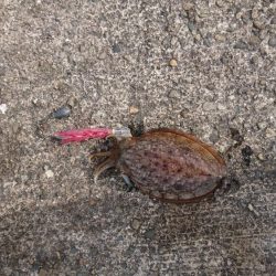 ラストコウイカ