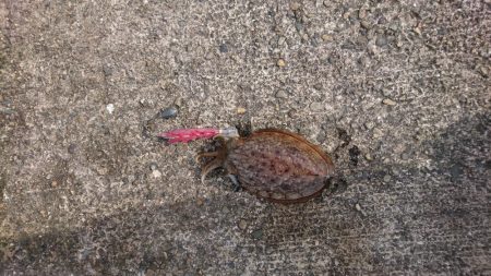 ラストコウイカ