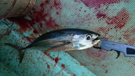 ビンタ&カツオ爆釣！