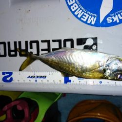 久しぶりのボートアジング