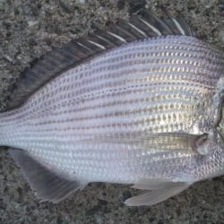 食べて美味しい