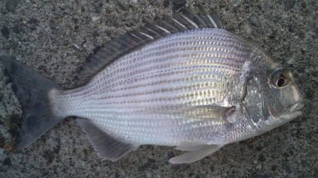 食べて美味しい