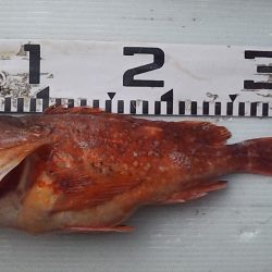 釣り納め鯛ラバ