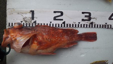 釣り納め鯛ラバ