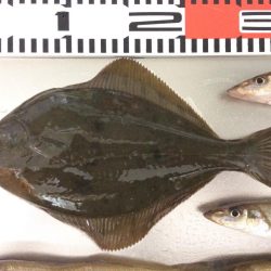 餌が新鮮で安かった！