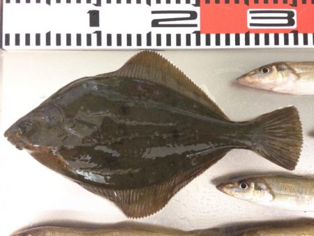 餌が新鮮で安かった！