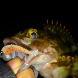 ガシリング(ガシラ×5)