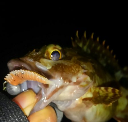 ガシリング(ガシラ×5)