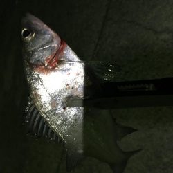 小イワシ泳がせ