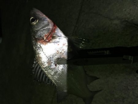 小イワシ泳がせ