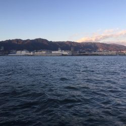 サビキで良型イワシ!!