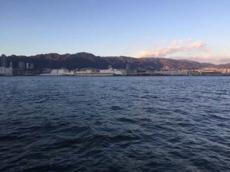 サビキで良型イワシ!!