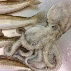 もうカレイは釣れないのかな？