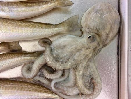 もうカレイは釣れないのかな？