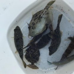 ちびっ子五目釣り