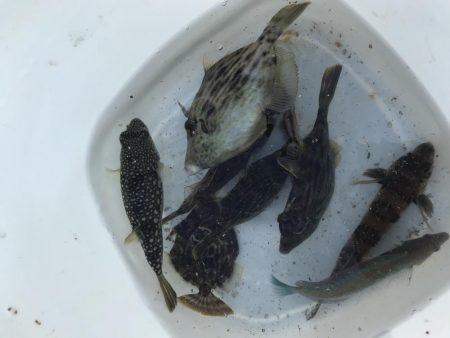 ちびっ子五目釣り