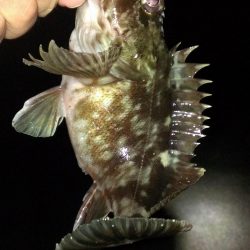 ガシラ調査スタート