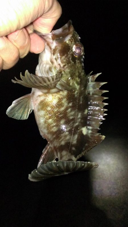 ガシラ調査スタート