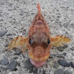 ボトムしつこく