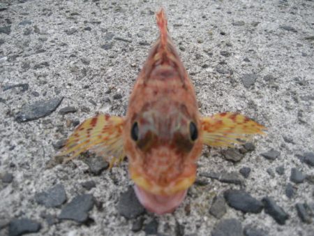 ボトムしつこく