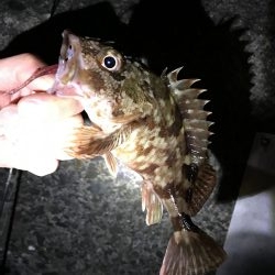 ナイターでメバル・カサゴ